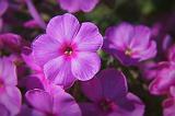 Pink Phlox_08039